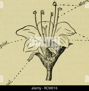 Corolla botany cheap