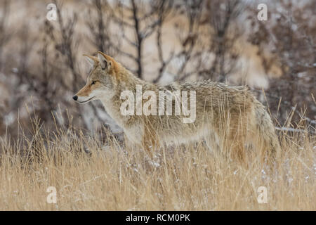Coyote, Canis latrans, on the move, hunting for prey in the snowy November landscape in the South Unit of Theodore Roosevelt National Park, North Dako Stock Photo