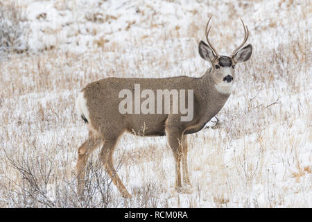 Mule Deer, Odocoileus hemionus, buck with antlers during a wintry November in Theodore Roosevelt National Park, North Dakota, USA Stock Photo