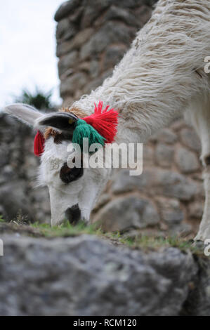 A lama eating on a terrace at the Machu Picchu. Stock Photo