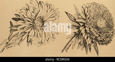 . Die Gartenwelt. Gardening. Asternsamenzucht. Bild 2. Einzelne Strahlen- blüte der Aster. Außen- und Innenansicht. Blumen, die zu einem gemein- samen Blütenstande vereinigt sind. Bei den einfadien und auch bei den wenig gefüllten Blumen besteht die Blumenmitte aus Röhrenblüten, die mit Staub- gefäßen und Stempel ausgestattet sind und gern Samen bilden. Der äußere Kranz, welcher in den ver- schiedenartigsten Formen und Farben vorkommt, wird aus Strahlenblüten gebildet. Diese sind unfruchtbar (siehe Abbil- dung 2); denn es sind hier nur Stempel, aber keine Staubgefäße vorhanden. Bei den ganz ge Stock Photo