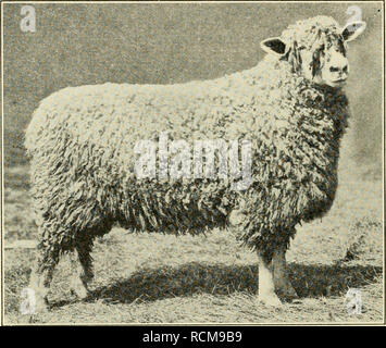 Elements of farm practice. Agriculture. SHEEP 221 bouillet, the other fine  wool breed, originated in France. It is larger than the Merino, has a Httle  better mutton carcass, is generally wrinkled