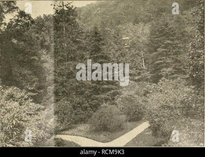Kamelien Baum Stock Photo 166583931 Alamy