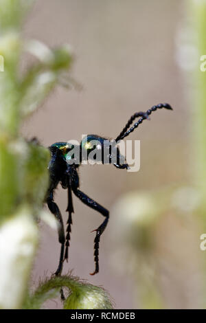 A thick-legged flower beetle peers through the grasses near Iron Mountain, Wyoming / USA Stock Photo