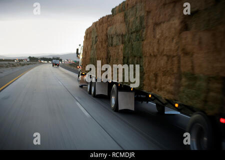 Stack of hay bales on the back of a moving truck. Stock Photo