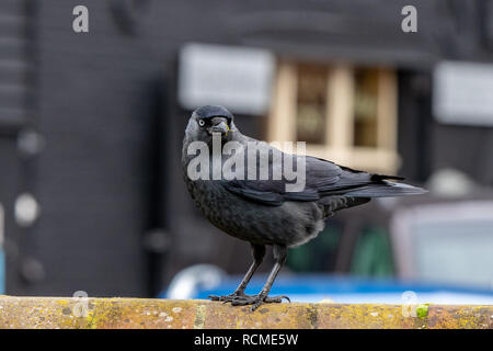 A jackdaw Stock Photo