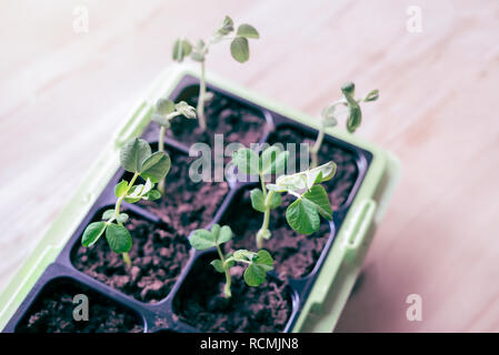 Top view of homegrown organic green Snow pea seedlings growing in natural window light inside in the kitchen at spring - Self-sufficient vegetable garden with healthy, fresh food Stock Photo