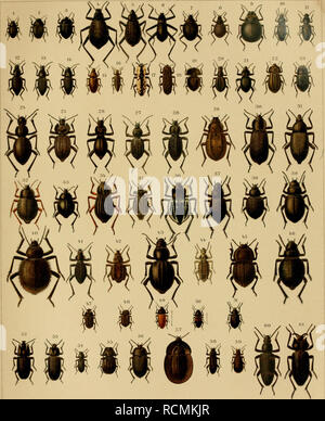 die-exotischen-kfer-in-wort-