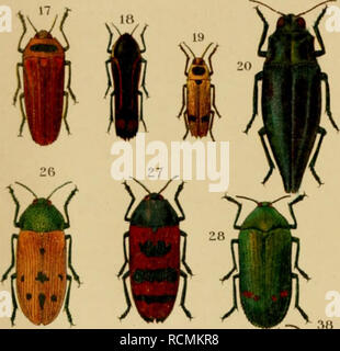 . Die exotischen Käfer in Wort und Bild. Beetles. . Please note that these images are extracted from scanned page images that may have been digitally enhanced for readability - coloration and appearance of these illustrations may not perfectly resemble the original work.. Heyne, Alexander; Taschenberg, Otto, 1854-1922. Leipzig : G. Reusche Stock Photo