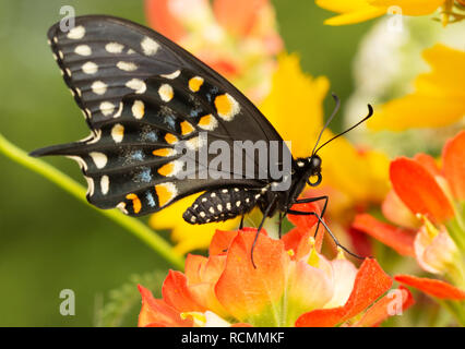 Black Swallowtail butterfly perched on an Indian Paintbrush flower Stock Photo
