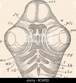 . The elements of embryology. Chickens -- Embryos. IX.] THE MAXILLARY PROCESS. 229 appears when taken by itself somewhat remarkable, and led to the view, formerly very general and still held by many, that the superior maxillary process was equivalent to a visceral arch. Mr Parker has recently shewn that in both Osseous fishes and the Elasmobranchii all the anterior arches undergo a somewhat similar segmentation, and it appears therefore to be a fair deduction that this segmentation persists in the chick in the mandibular arch, while it has been lost in the others. None of Mr Parker's iuvestiga Stock Photo