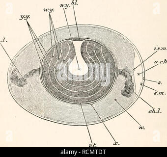 . The elements of embryology. Chickens -- Embryos. 12 THE HEN S EGG. [CHAP. 2. Lining the shell, is the shell-membrane, which is double, being made up of two layers; an outer thicker (Fig. 1, s. m.), and an inner thinner one (i. s. m.). Both of these layers consist of several laminae of felted fibres of various sizes, intermediate in nature between connective and elastic fibres. Fig. i. ch.l'.. Diagrammatic Section of an Untncubated Fowl's Egg (modified from Allen Thomson). hi. blastoderm, w. y. white yolk. This consists of a central flask-shaped mass and a number of layers concentrically arra Stock Photo
