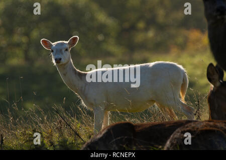 Rare young White Tailed Deer stood in long grass, Studley Royal Deer Park, Ripon, North Yorkshire, England, UK. Stock Photo