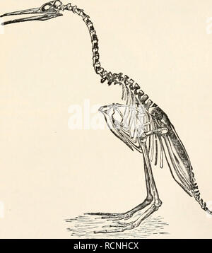 . Elements of comparative zoology. Zoology. BIRDS 355 SUBCLASS I.—SAURUR.E (Tailed Birds). These forms, found fossil in the lithographic stone of Bavaria, had tails of extreme length, the feathers being arranged on either side of the long tail vertebrae; and they. FIG. 150.—Skeleton of wingless toothed oirJ (desperornis}. From Marsh. had teeth in the jaws. Only two specimens are known, the smaller being about the size of a crow, the other some- what larger. They are called Archceopteryx.. Please note that these images are extracted from scanned page images that may have been digitally enhanced Stock Photo