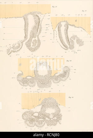 . Die Embryonalentwickelung von Dermapteren und Orthopteren unter besonderer Berücksichtigung der Keimblätterbildung;. Embryology; Orthoptera. Taf.V ,/,,! mx,. Gustav Fisrli. Please note that these images are extracted from scanned page images that may have been digitally enhanced for readability - coloration and appearance of these illustrations may not perfectly resemble the original work.. Heymons, Richard, 1867-. Jena, G. Fischer Stock Photo