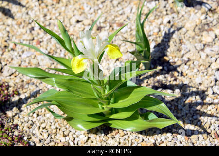Bukhara iris, corn leaf Iris and horned iris, Buchara-Schwertlilie, Geweih-Schwertlilie, buharai noszirom, Iris bucharica Stock Photo