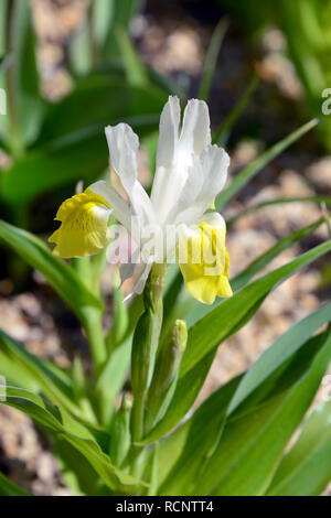 Bukhara iris, corn leaf Iris and horned iris, Buchara-Schwertlilie, Geweih-Schwertlilie, buharai noszirom, Iris bucharica Stock Photo