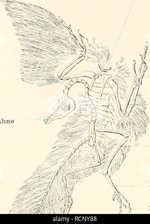 . Die Descendenztheorie;. Evolution. 98 Scclistcs KiipilH. manche Aluilichkeit, z. B. zeigt der Magen des Krokodiles mannig- fache Anklange an den in 2 Abschnitte, eincn Driison- und Muskel- magen, zerfallenden Vogelmagen. Das Chamaeleon (Fig. 59) und andere Rpptilien besitzen an ihrer Lunge Luftsiicke, welche in die Leiboshohle hangen, wie bei den Vogeln (Fig. 58). Aber die ver- einzelte Ahnlichkeit eines Organes hat keinen anatomischen Forscher bestimnit, die Krokodile oc}er Chamaeleoiie als Stammeltern der Vogel zu betrachten, da die zu- gleich herrschenclen Un- terschiede zu augenfallig si Stock Photo