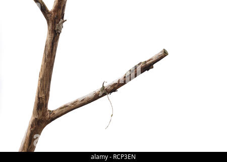 Dry tree branch isolated on white background. Stock Photo