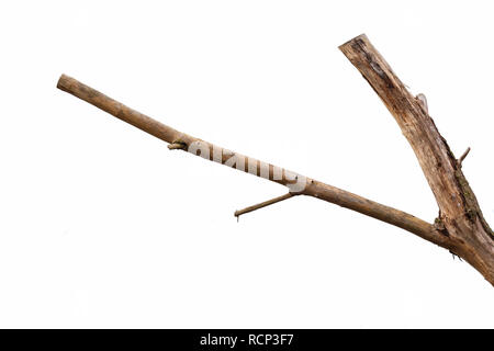 Dry tree branch isolated on white background. Stock Photo