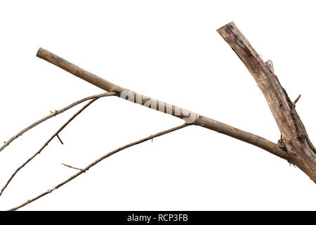 Dry tree branch isolated on white background. Stock Photo