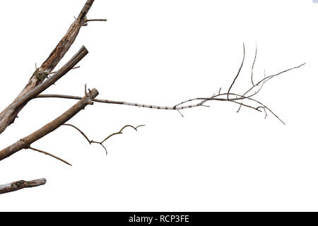 Dry tree branch isolated on white background. Stock Photo