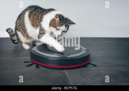 Funny tabby cat playing with a robot vacuum cleaner. Stock Photo