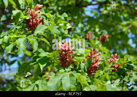 red horse-chestnut, hússzinu vadgesztenye, Aesculus x carnea, Fleischrote Rosskastanie, Rotblühende Rosskastanie, Purpurkastanie Stock Photo