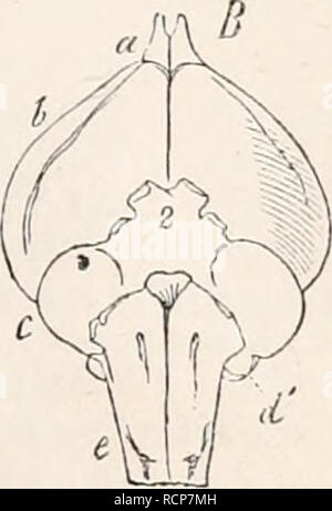 . Elements of comparative anatomy. Anatomy, Comparative. Fig. 285. Brain of the Domestic F o w I. A From above, B From below, a Bulla olfactorii. b Hemispheres of the prosen- cephalon, c Mesencephalon, d Meten- cephalon. d' Its lateral parts, e Myel- encephalon (after C. G. Cams).. Please note that these images are extracted from scanned page images that may have been digitally enhanced for readability - coloration and appearance of these illustrations may not perfectly resemble the original work.. Gegenbaur, C. (Carl), 1826-1903; Bell, F. J. (Francis Jeffrey), 1855-1924; Lankester, E. Ray (Ed Stock Photo