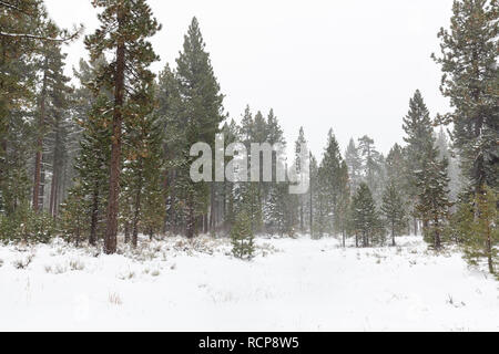 Snow falls onto a forest of pine trees at Fallen Leaf Campground during winter in Lake Tahoe, California. Stock Photo