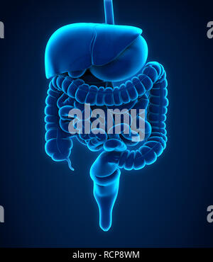 Human Digestive System Illustration Stock Photo