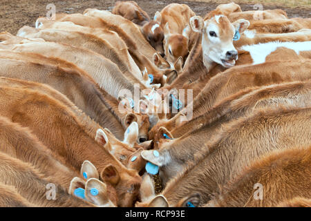 Young Jersey calves feeding 'grain mixture',  gathered around feeding trough. Stock Photo