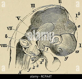 . The elements of Embryology. Embryology. VII.] THE HEAD. Fig. 69. 201 ...