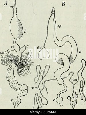 Comparative anatomy. Anatomy, Comparative. fore-gut dorsal mesocardium ...