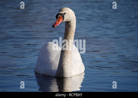 a mute swan or Cygnus Olor swimming in blue water Stock Photo