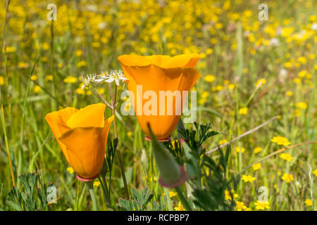 Close up of Two California poppies (Eschscholzia californica); goldfields in the background; California Stock Photo