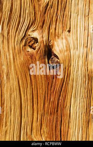 naturally weathered pine wood background from an old tree trunk Stock Photo