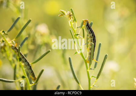 White-lined Sphinx moth (Hyles lineata) caterpillars feeding, Anza Borrego Desert State Park, San Diego county, California Stock Photo