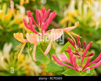 Pink and yellow flowered Goldflame Honeysuckle Stock Photo