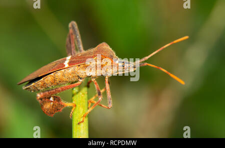 Eastern leaf-footed bug on a fennel stalk Stock Photo