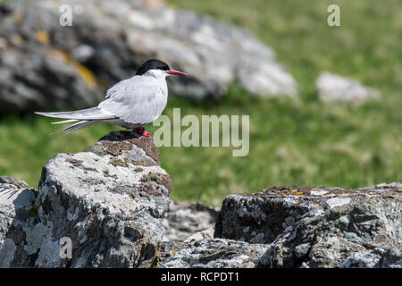 Arctic tern (Sterna paradisaea) perched on rock in spring / summer, Shetland Islands, Scotland, UK
