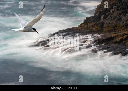 Migrating Arctic tern (Sterna paradisaea) flying over waves crashing on rocks of sea cliff in spring, Shetland Islands, Scotland, UK Stock Photo