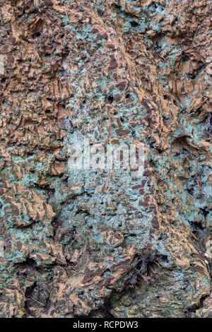 Close up of Pseudotsuga Menziesii - Douglas fir tree trunk bark Stock Photo