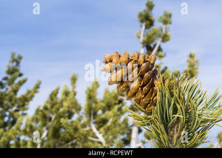 Close up of pine cone and needles on a blue sky background, California Stock Photo