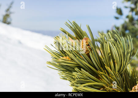 Close up of pine cone and needles, California Stock Photo