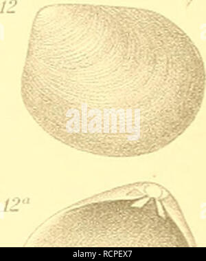 . Die antarktischen Schnecken und Muscheln. Mollusks. ll 15 13. M. Please note that these images are extracted from scanned page images that may have been digitally enhanced for readability - coloration and appearance of these illustrations may not perfectly resemble the original work.. Thiele, Johannes, 1860-1935; Deutsche Südpolar-Expedition (1901-1903). Berlin : G. Reimer