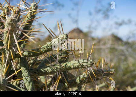Diamond cholla / branched pencil cholla (Cylindropuntia ramosissima), Joshua Tree National Park, California Stock Photo