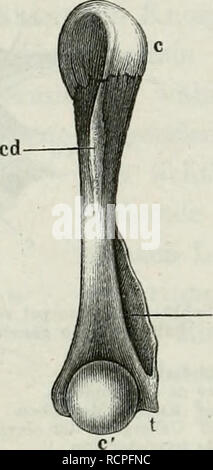. Die Anatomie des Frosches : ein Handbuch,. Fig. 37. Fig. 38.. Please note that these images are extracted from scanned page images that may have been digitally enhanced for readability - coloration and appearance of these illustrations may not perfectly resemble the original work.. Ecker, A. Braunschweig : Druck und Verlag von Friedrich Vieweg und Sohn Stock Photo