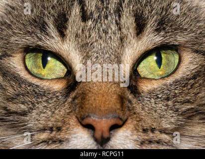 Close-up image of a brown tabby cat's eyes, with an serious stare at the viewer Stock Photo