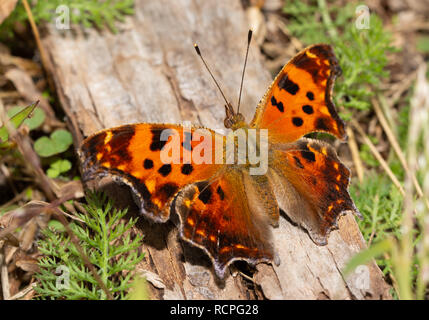 Polygonia comma, eastern Comma butterfly sunning on a piece of wood on a late autumn day Stock Photo